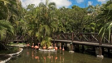 Iberostar